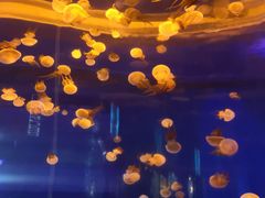 -左海海底世界