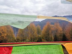 -卧龙自然保护区