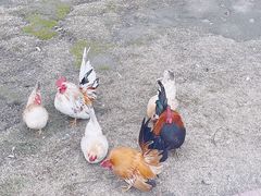 -顾村公园