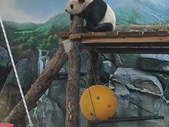 -武汉动物园