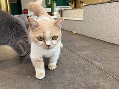 -飞行喵MR PILOT|猫舍·猫咖(静安大融城店)