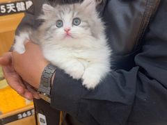 -欣宠猫屋·矮脚拿破仑·蓝金金渐层