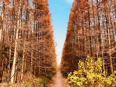 -东平国家森林公园
