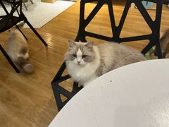 -滚猫咖啡·猫咖·猫友好撸猫(未来城店)