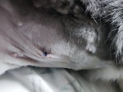 -纳吉亚猫专科动物医院·北北分院