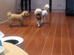 -拜鲁耶动物诊疗中心·宠家动物医院