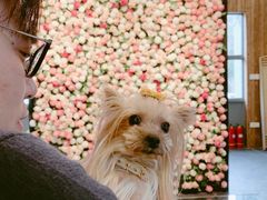 -百好乐宠物友好餐厅(朝外大街店)