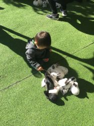 -萌宠亲子动物乐园(槐房万达店)