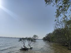 -宝安西湾红树林湿地公园
