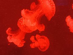 -福州罗源湾海洋世界旅游区