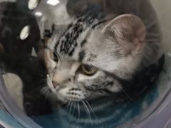 -美联众合动物医院·24h京西诊疗中心