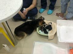 -佳雯宠物医院(金华南路分院)