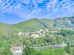 -银湖山郊野公园-相思林