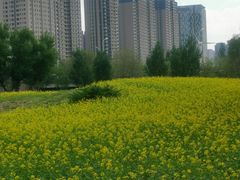 -长白岛森林公园