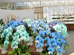 -上海鲜花港