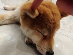 -柴犬小屋·柴餐厅·狗咖食堂(金鼎广场店)