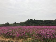 -光明小镇欢乐田园