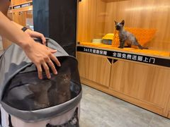 -欣宠猫屋·矮脚拿破仑·蓝金金渐层