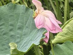 -陈家山荷花公园