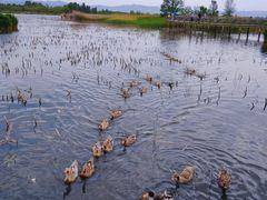 -野鸭湖国家湿地公园