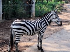 -清迈夜间动物园