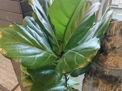 -老绥元烧麦·家常菜(大召店)