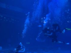 -烟台海昌鲸鲨海洋公园