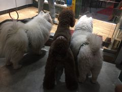 -more than meow吴止猫主题餐厅(承德 中船汇店)