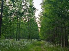 -黄海国家森林公园