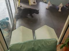 -十年猫舍·猫咪专门店(普陀店)