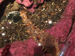-西雅图水族馆
