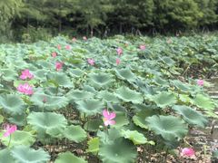 -金山公园
