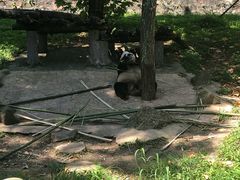 -都江堰中华大熊猫苑