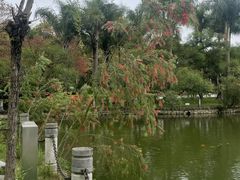 -金花茶公园