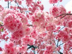 -终南山国家森林公园