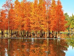 -白鹭湾湿地公园