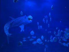 -烟台海昌鲸鲨海洋公园