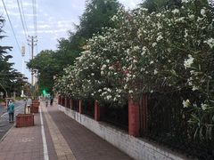 -洛阳市牡丹公园