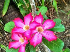 -金巴兰海滩烛光bbq