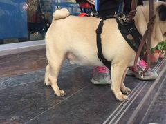 -瑞鹏宠物医院·爱宠堂·骨外专科(西荷分院)