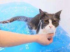 -momokira米努特·德文卷毛猫·棉花面纱犬
