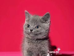 -超宠爱宠物摄影-Super pet