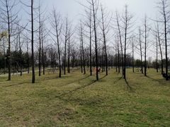 -洨河生态公园