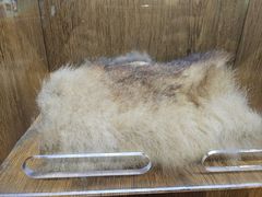 -中国大熊猫保护研究中心雅安碧峰峡基地