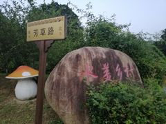 -大塘金香草谷