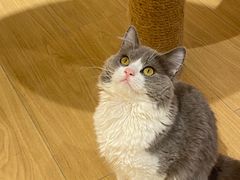 -米乐乖乖猫咪咖啡馆·猫咖(深圳湾后海汇店)