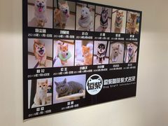 -逗柴咖啡屋·狗咖猫咖宠物桌游