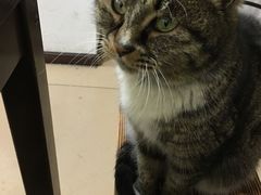 -田记宫廷奶酪