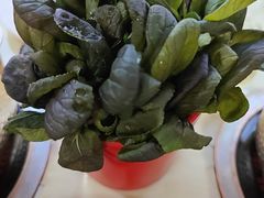 -清真军邺·金富苑肥牛(石坡街旗舰店)