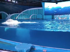 -海合安青岛极地海洋公园